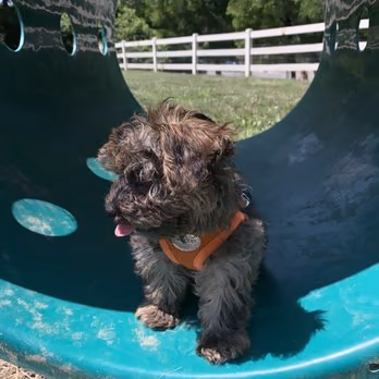 Brooksedge Park Bark Park